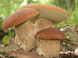 Three ceps grow in the forest