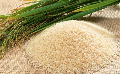 Épis verts de riz et une colline de grains