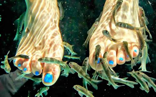 Los peces limpian la piel de las piernas.