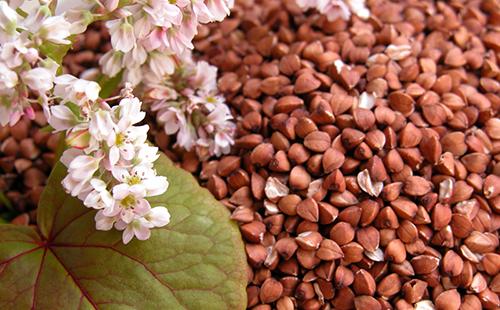Buckwheat is useful in all respects, and its flowers are tender, beautiful and full of delicious honey.
