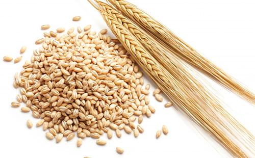 Barley is made from selected barley