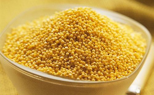 Bright yellow millet is not for nothing called a golden grain