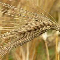 Barley fragile spikelet saved many people from hunger