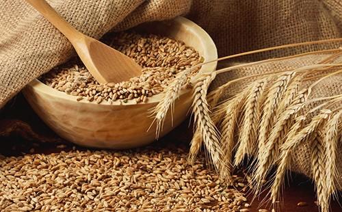Grano de trigo: una fuerza de la naturaleza que ha pasado por siglos.