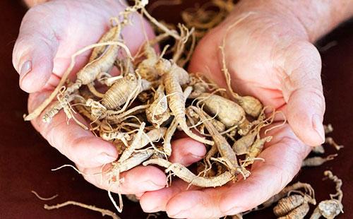 Ginseng root in hands