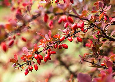Barberry branches