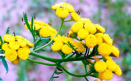 Yellow tansy flowers