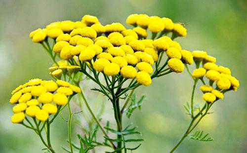 Flores Tansy
