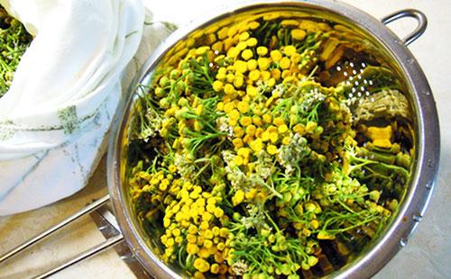 Tansy for infusion