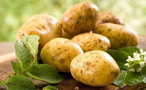 Potato tubers on the table