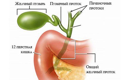The figure shows the work of the gallbladder