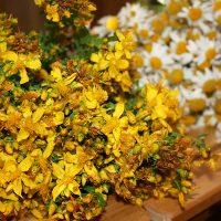 Mirisna žuta biljka meda