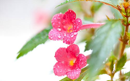 Flowers with dewdrops on the petals