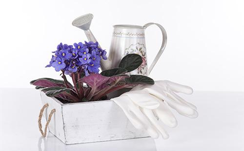 Flowerpot with violet and watering can