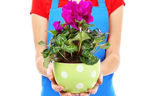 Pot de fleurs cyclamen et mains