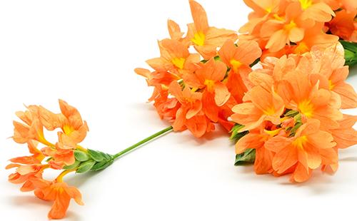 Četkica narančastih cvjetova na bijeloj pozadini