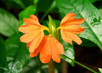 Fleur tropicale orange