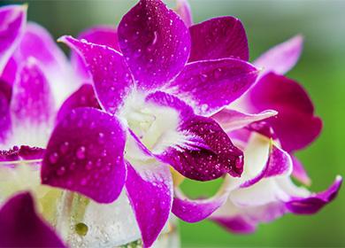 Dendrobium d'orchidée