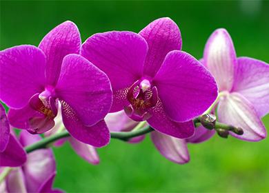 Fleurs d'orchidées