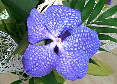 Modrý kvet orchidey