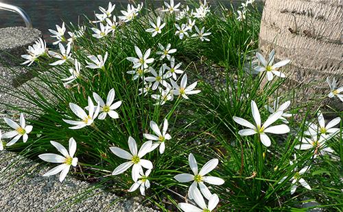 Zephyranthes in the flowerbed