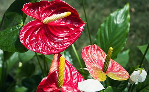 Flores rojas de Anthurium