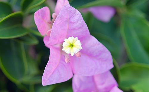 Flor de buganvilla púrpura