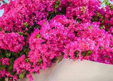 Flores de buganvilla rosa