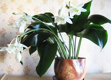 Blooming eucharis in a pot