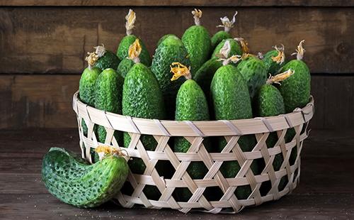 Fresh cucumbers in a wicker basket