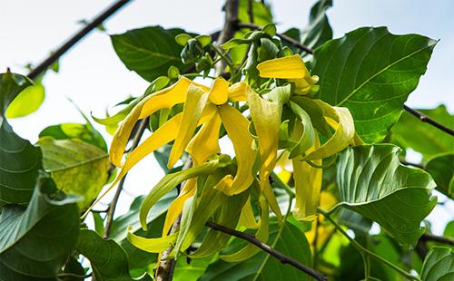 Ylang Ylang Cvijeće