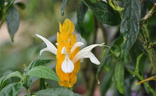 Cvijet pachistachisa
