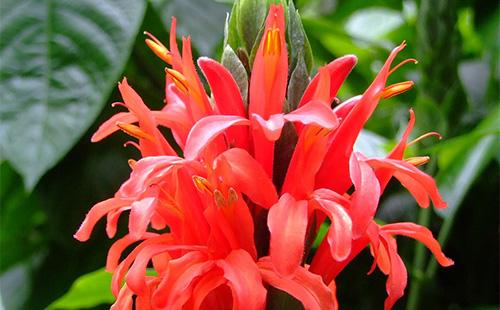 Crveni pachistachis cvijet