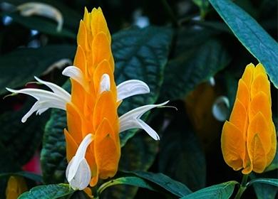 Žuti cvijet pachistachisa