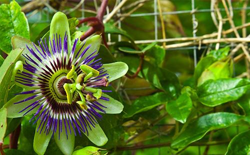 Passiflora flower and leaves