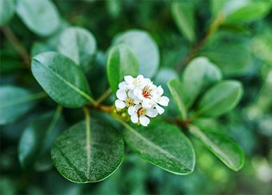 Flowering peperomia