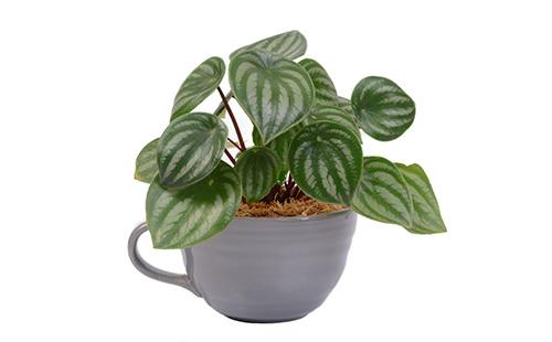 Striped foxes of peperomia