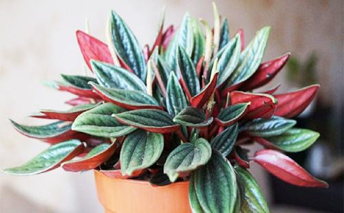 Peperomia in a pot