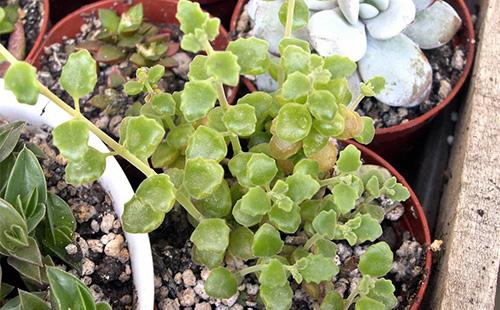 Plectranthus Sprouts