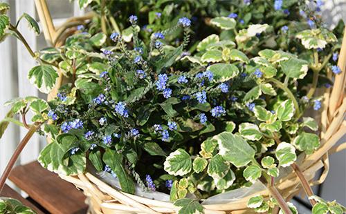Plectranthus in a basket with forget-me-nots