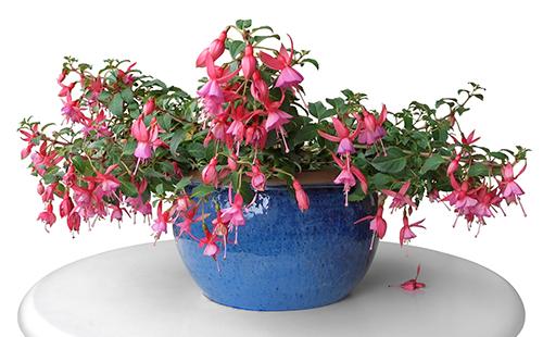 Pink flowers in a pot