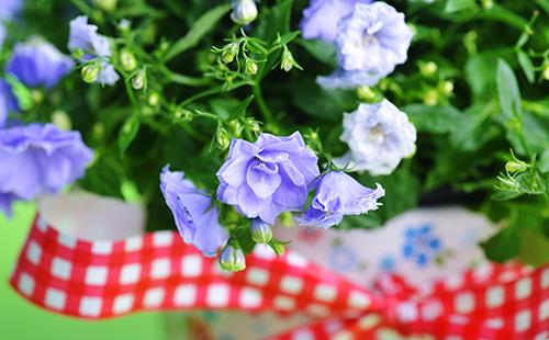 Frotir plavi cvjetovi