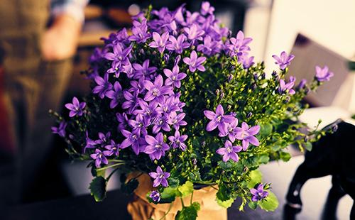 Fleurs violettes dans un pot