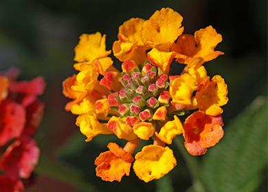Flor de lantana