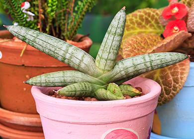 Cylindrical Sansevieria in a pink pot