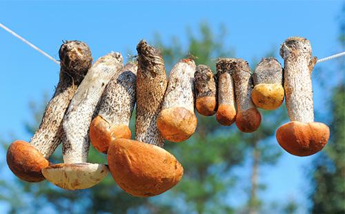 Mushrooms are dried on a string