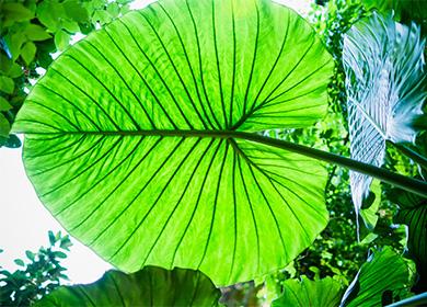 Alocasia - grandes feuilles vertes