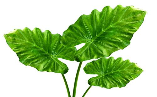 Alocasia - green leaves