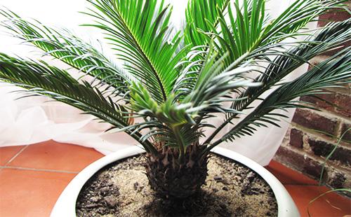 Ukrasna palma - cvrčka