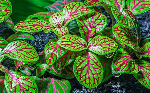 Bright Green Fittonia Leaves